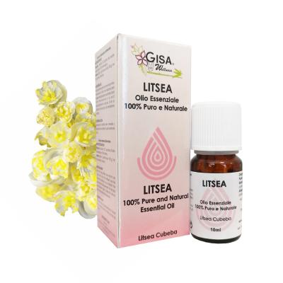 litsea convenzionale